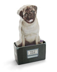 Mustard Dog in a Box