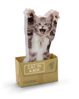 Mustard Cat in a Box